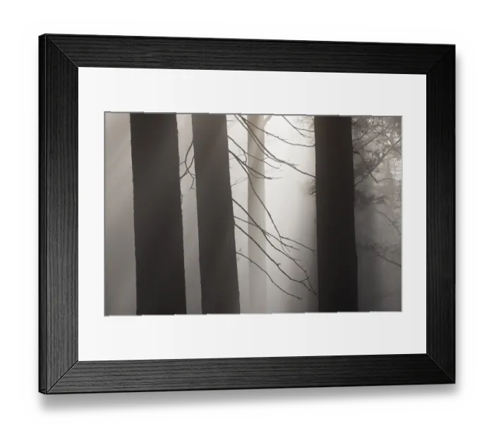Framed Print : Tree trunks in morning fog with sunbeams