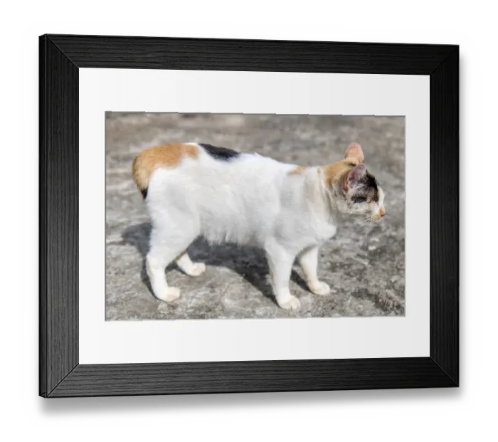 Framed Print : Asian cat at Buddhist monastery Wat Si Sou Mang