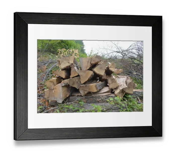 Framed Print : Bile of beech logs in forest. Lots of small branches around
