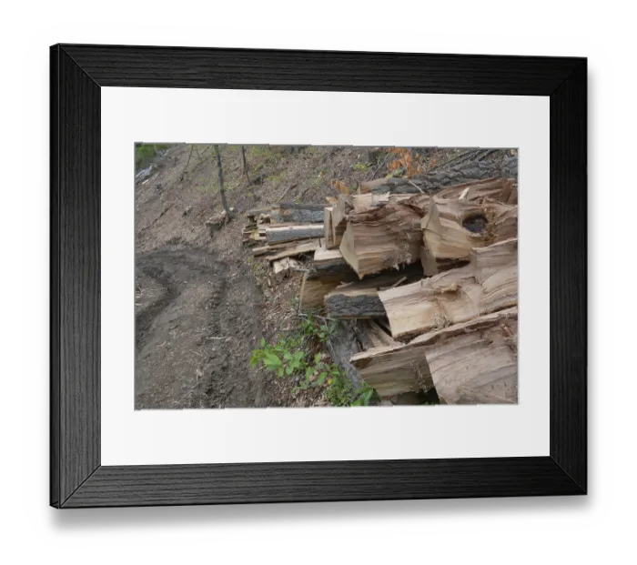 Framed Print : Beech logs piled up near forest road