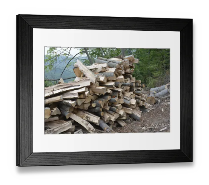 Framed Print : Beech logs piled up in forest