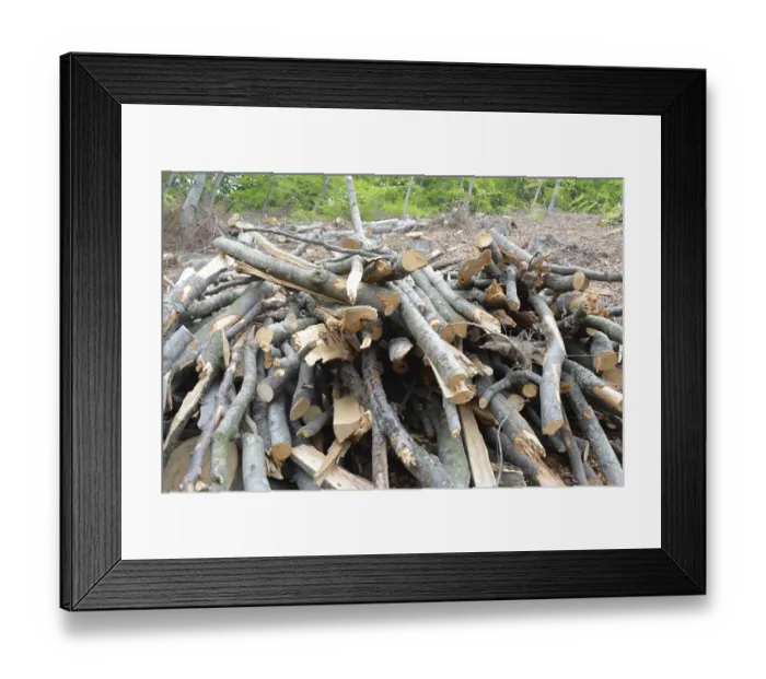 Framed Print : Pile of branches in woods Framed Print : Pile of branches in woods