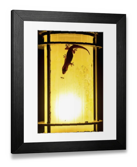 Framed Print : Gecko hunting on the lamp
