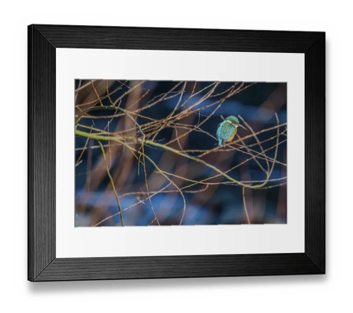 Framed Print : A kingfisher (Alcedo atthis) can be seen perched on a branch in a tree Framed Print : A kingfisher (Alcedo atthis) can be seen perched on a branch in a tree