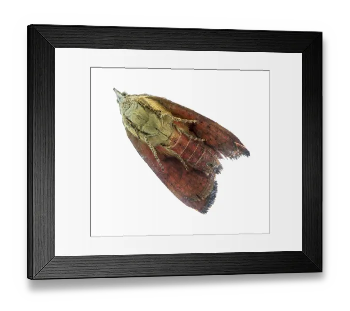 Framed Print : Color butterfly close up sitting on glass isolated on white background