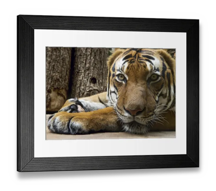 Framed Print : Lying tiger looks ahead