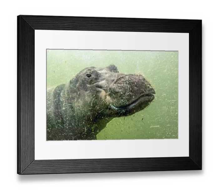 Framed Print : A young hippo floats under water Framed Print : A young hippo floats under water