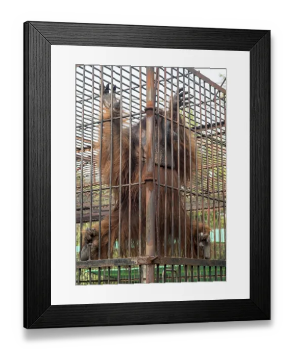 Framed Print : Orangutan climbing on the bars of the cage in Zoo