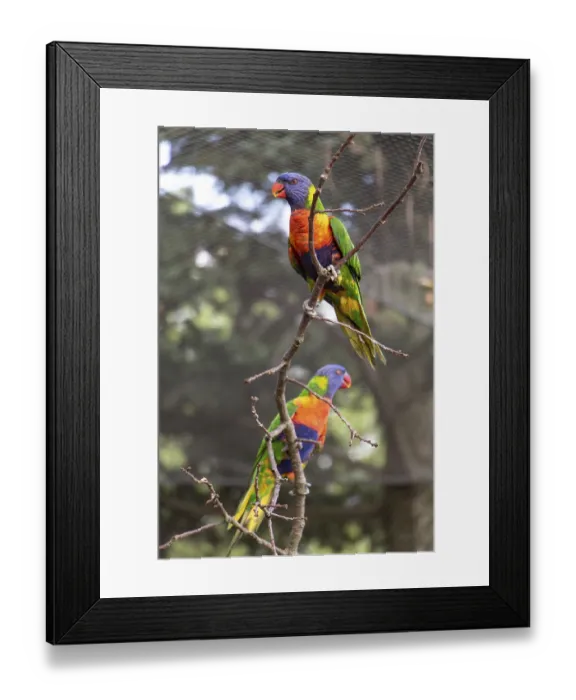 Framed Print : The pair of the rainbow lorikeet (Trichoglossus haematodus moluccanus) on tree inside aviary Framed Print : The pair of the rainbow lorikeet (Trichoglossus haematodus moluccanus) on tree inside aviary