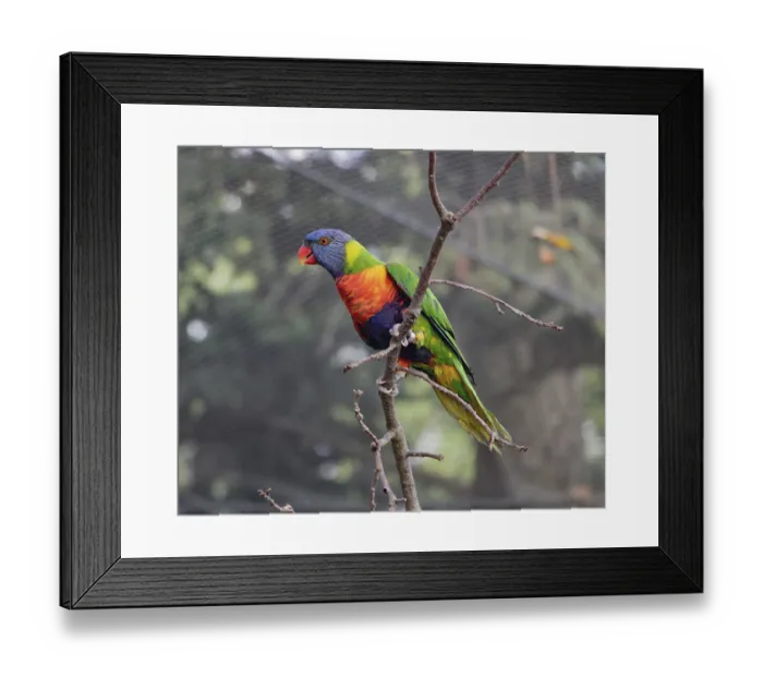 Framed Print : The pair of the rainbow lorikeet (Trichoglossus haematodus moluccanus) on tree inside aviary