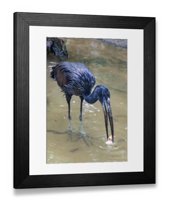 Framed Print : The African openbill (Anastomus lamelligerus) eating in the water Framed Print : The African openbill (Anastomus lamelligerus) eating in the water
