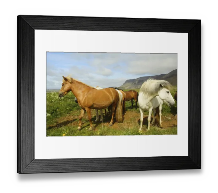 Framed Print : Sunny summer day in the south of Iceland and a beautiful Icelandic horse in the pasture