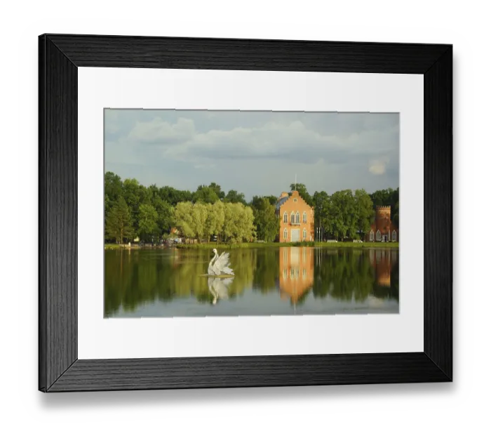 Framed Print : Big gray swan in the Big Pond of the Catherine Park in Tsarskoe Selo