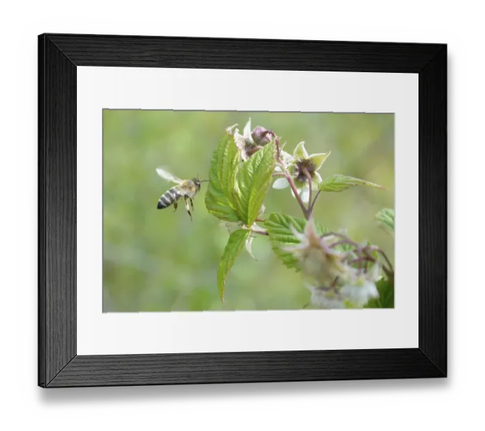 Framed Print : Honeybee flying to reach raspberrie flower Framed Print : Honeybee flying to reach raspberrie flower