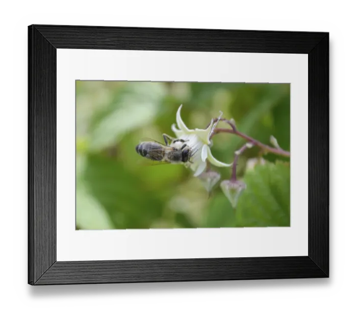 Framed Print : Honeybee collecting nectar form raspberrie flower