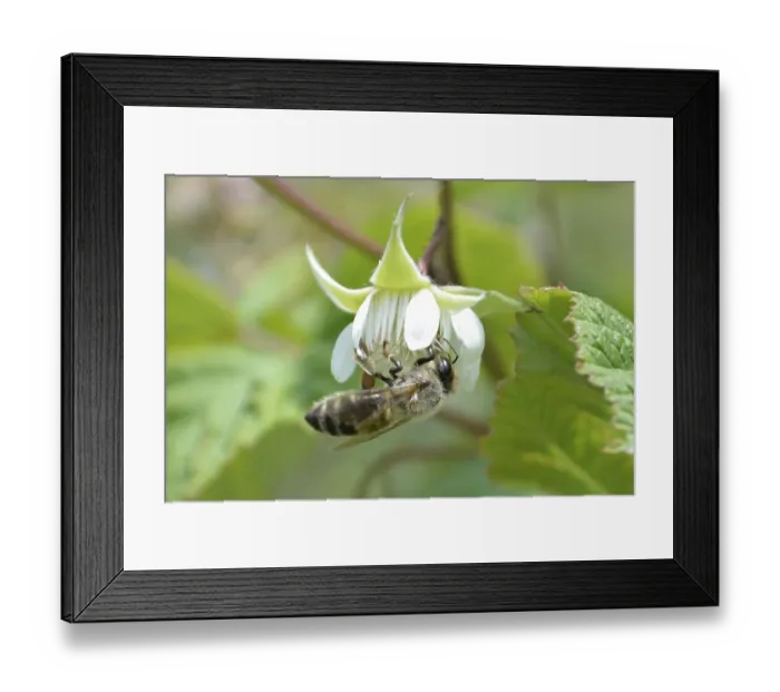 Framed Print : Honeybee collecting nectar form raspberrie flower