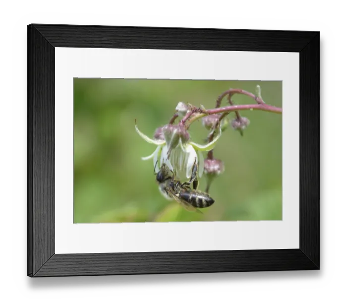 Framed Print : Honeybee standing upside down on raspberry flower