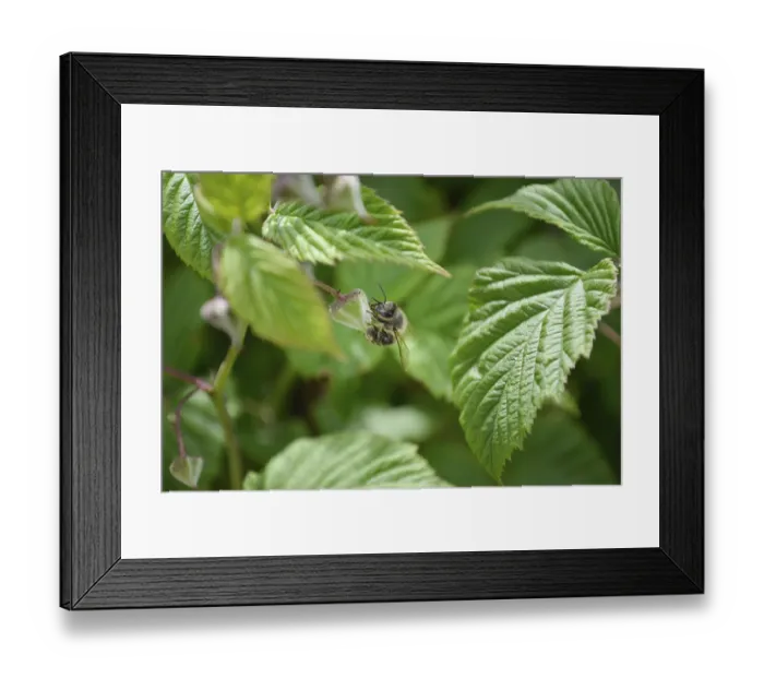 Framed Print : Honeybee trying to collect nectar from closed raspberry flower