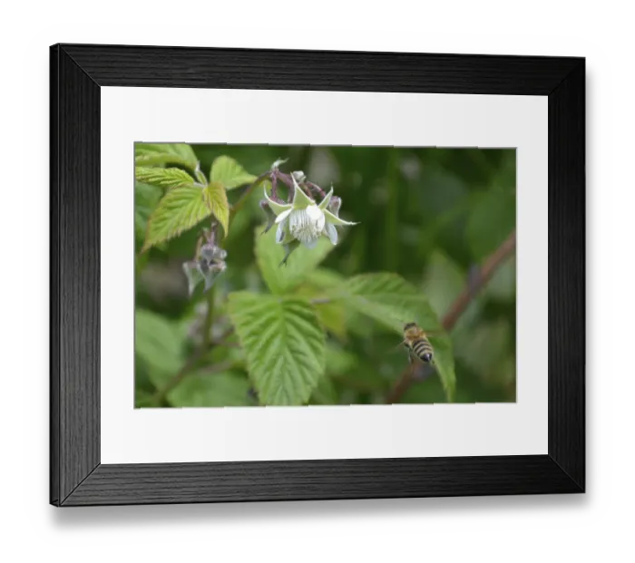 Framed Print : Honeybee shoot from behid, flying to reach raspberry flower