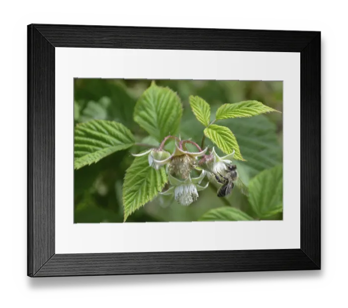Framed Print : Honeybee collecting nectar form raspberrie flower Framed Print : Honeybee collecting nectar form raspberrie flower
