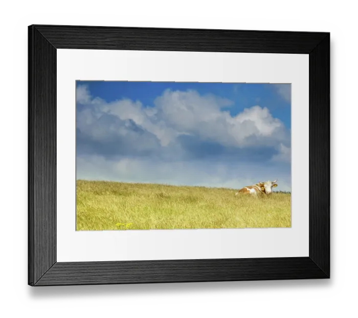Framed Print : Grassfield with the cow resting Framed Print : Grassfield with the cow resting