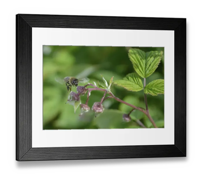 Framed Print : Honeybee flying to reach raspberrie flower