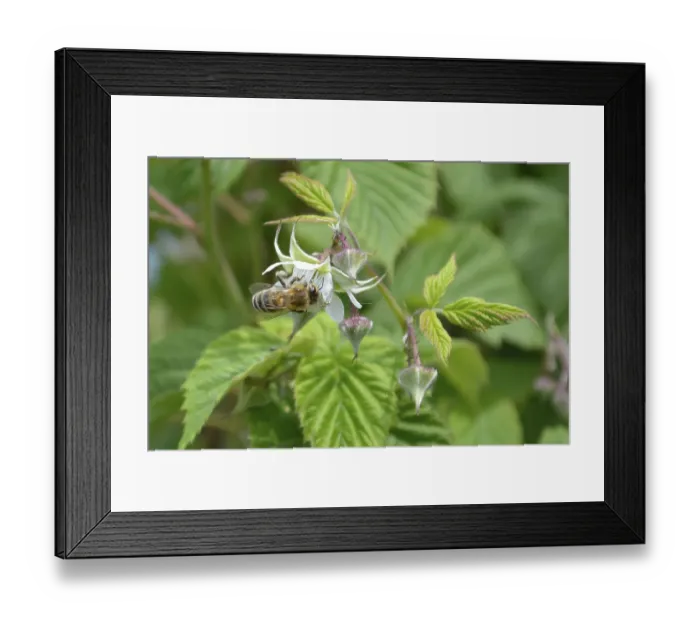 Framed Print : Raspberry flowers with honeybee collecting nectar