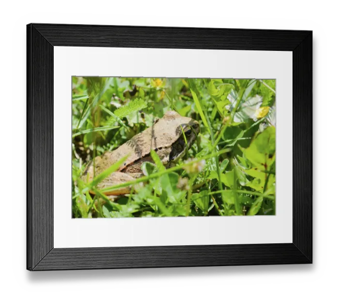 Framed Print : Frog, in search for home, hiding in the grass