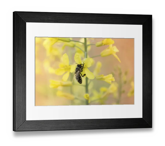 Framed Print : Worker bee on yellow flower with blurred background