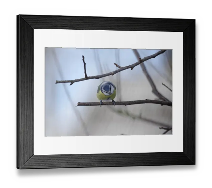 Framed Print : Blue tit (Cyanistes caeruleus) Framed Print : Blue tit (Cyanistes caeruleus)