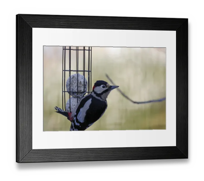 Framed Print : Great spotted woodpecker (Dendrocopos major)
