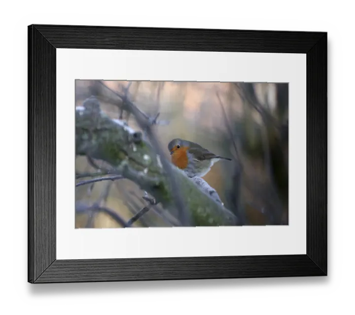Framed Print : Robin (Erithacus rubecula), tree