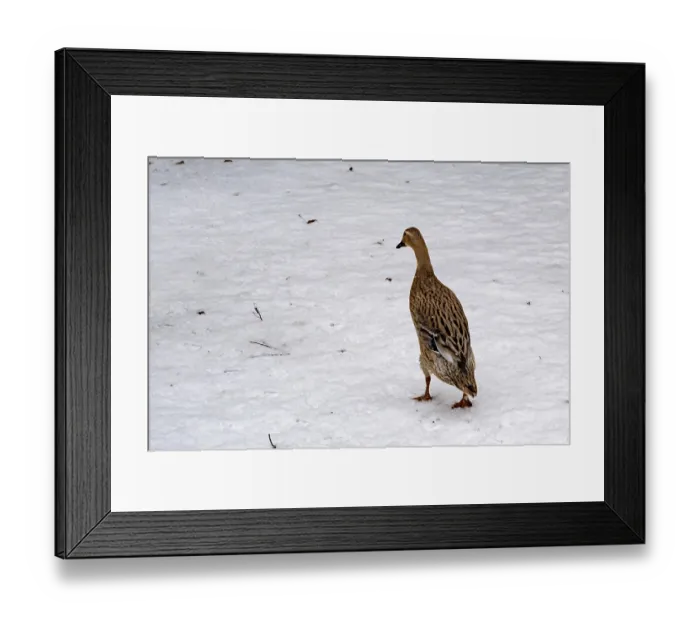 Framed Print : Borken, NRW, German Duck walking alone on a pristine white snow-covered ground in cold weather Framed Print : Borken, NRW, German Duck walking alone on a pristine white snow-covered ground in cold weather
