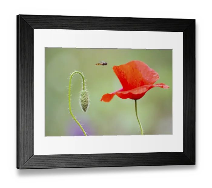Framed Print : Hoverfly (Syrphidae) on poppy (Papaver rhoeas) at the edge of a field