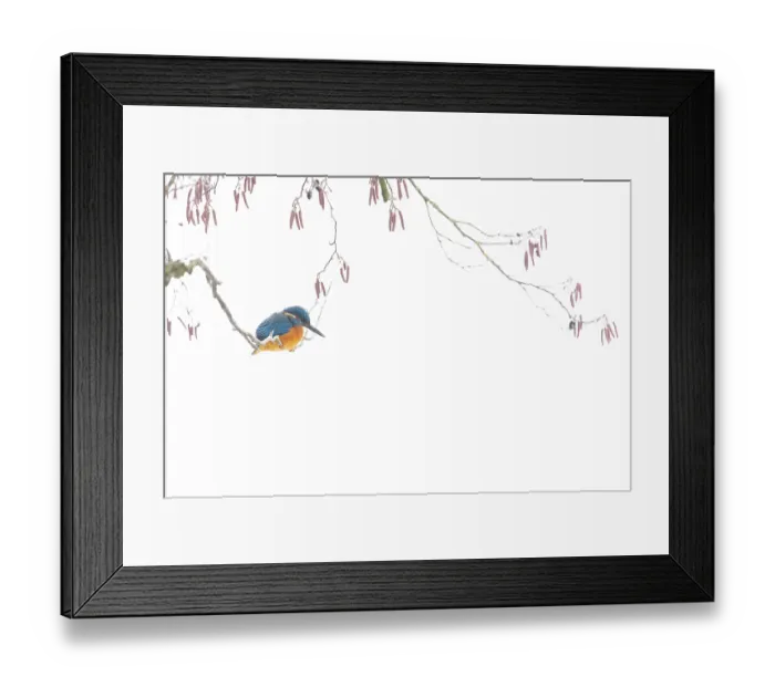Framed Print : A kingfisher (Alcedo atthis) sits on a wintry branch of a black alder (Alnus glutinosa) with sparse red flowers