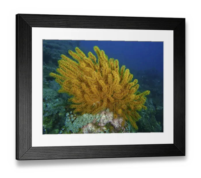Framed Print : Bright yellow Bushy feather star Framed Print : Bright yellow Bushy feather star