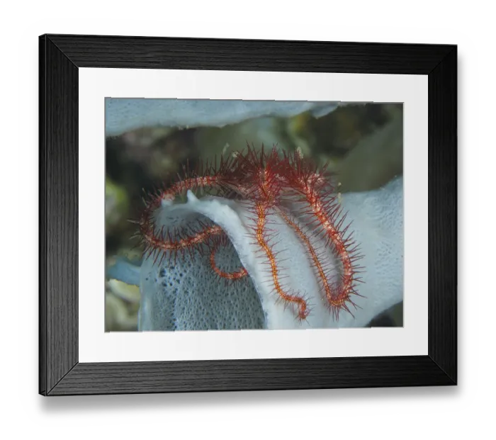 Framed Print : A small red brittle star with spiny arms Framed Print : A small red brittle star with spiny arms