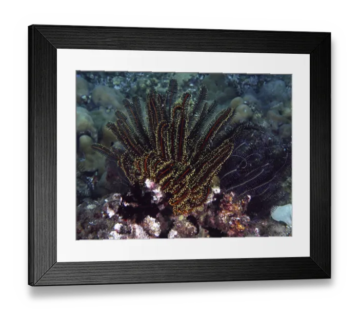 Framed Print : Various colourful starfish, Bushy feather star Framed Print : Various colourful starfish, Bushy feather star