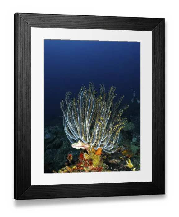 Framed Print : Bushy feather star, Variable feather star (Comaster schlegelii) in a coral reef