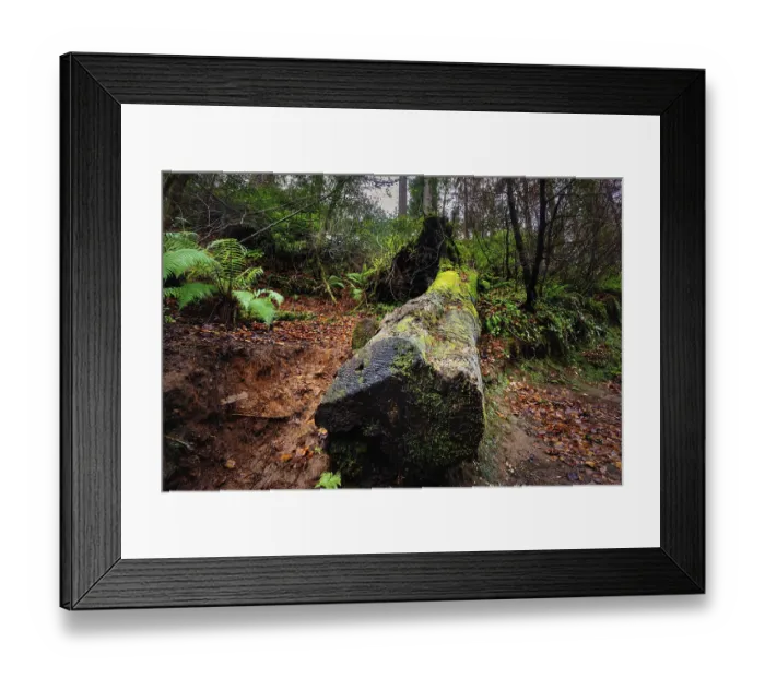 Framed Print : Large fallen tree trunk covered in green moss and surrounded by ferns