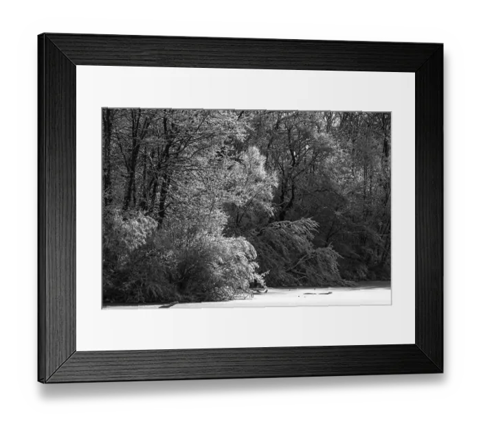 Framed Print : Black and white snowy forest with dense trees creating a high contrast scene in London