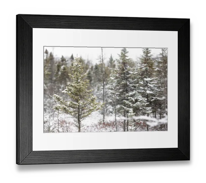 Framed Print : Snow-covered pine trees standing quietly in a serene winter forest in London