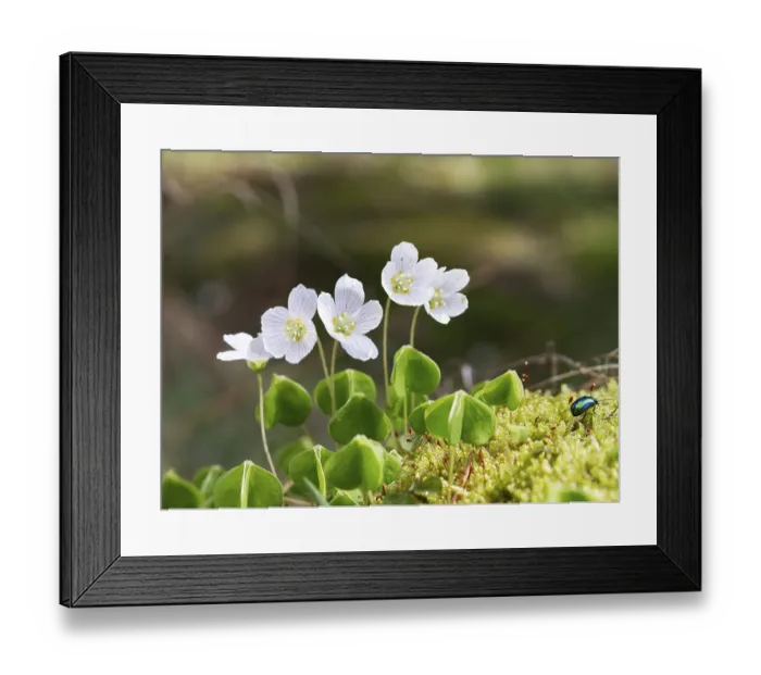 Framed Print : Wood sorrel (Oxalis acetosella)
