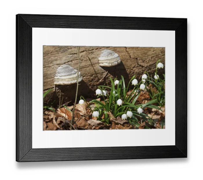 Framed Print : Tinder fungus (Fomes fomentarius) Framed Print : Tinder fungus (Fomes fomentarius)
