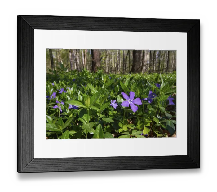 Framed Print : Lesser periwinkle (Vinca minor) Framed Print : Lesser periwinkle (Vinca minor)