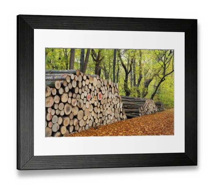 Framed Print : Logging in autumn in the forest Framed Print : Logging in autumn in the forest