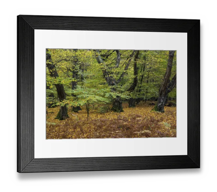 Framed Print : Old, gnarled trees in the Urwald Baumweg nature reserve in autumn