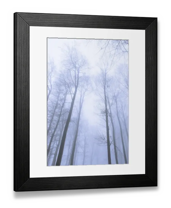 Framed Print : Wintery beech forest in fog, forest