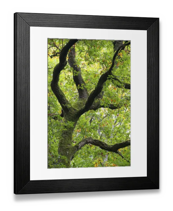 Framed Print : Oak (Quercus) in the nature reserve Urwald Baumweg in autumn
