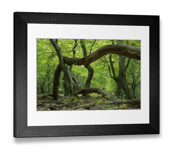 Framed Print : Oak (Quercus) in the nature reserve Urwald Baumweg in autumn